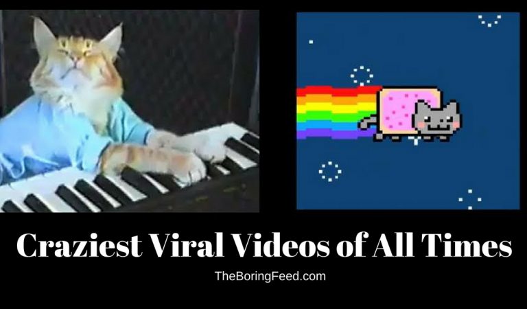 Craziest Viral Videos of All Times