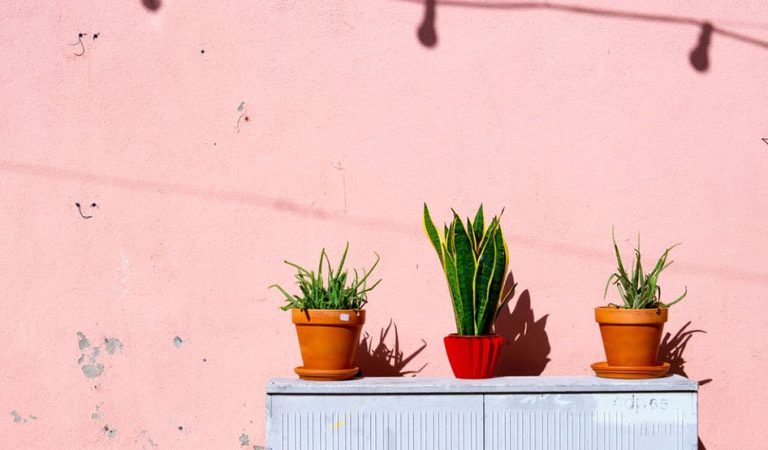 7 Houseplants that are Helpful for our Health 7 Houseplants that are Helpful for our Health